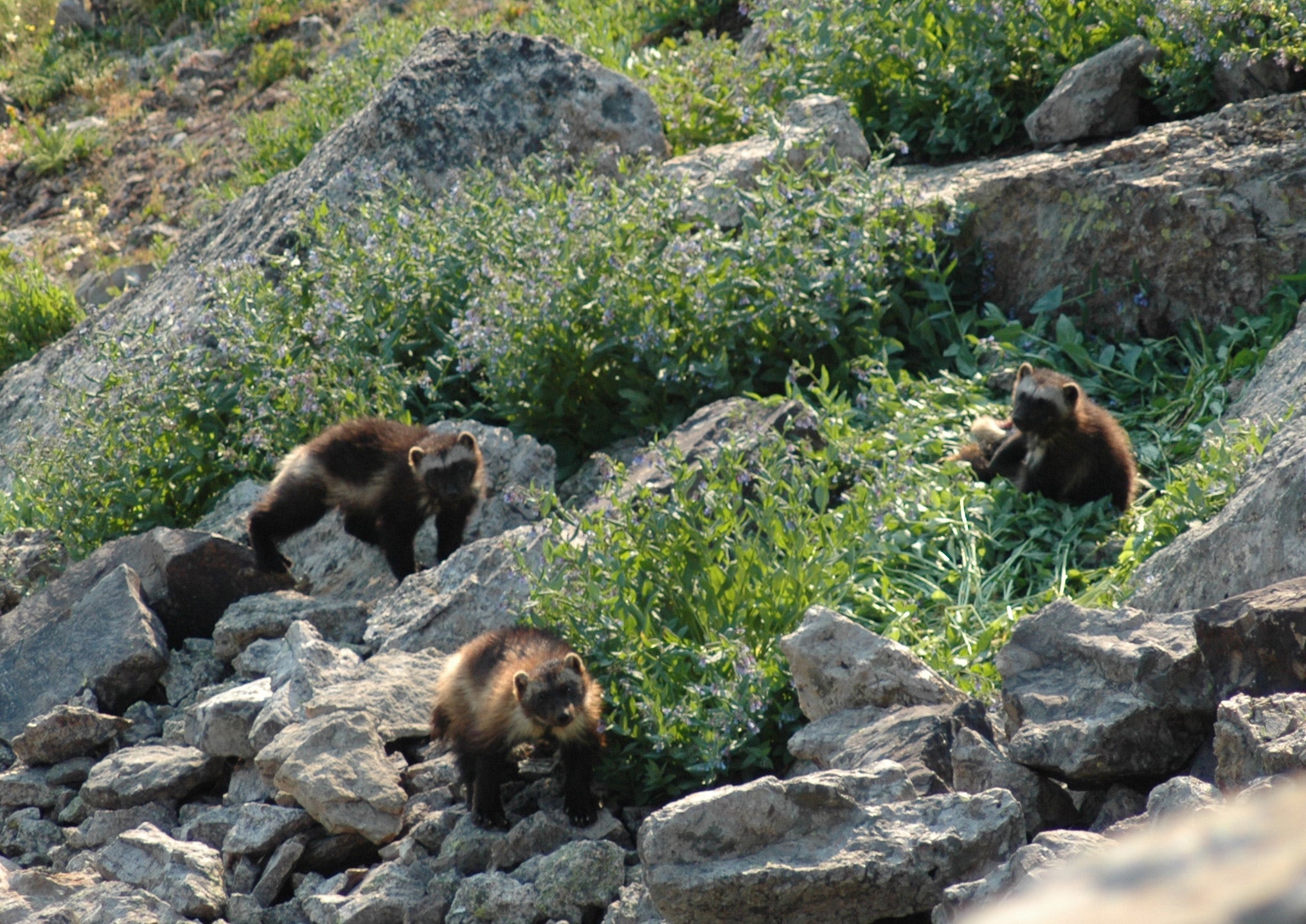 Wolverine Climate Cha_Hein(1).jpg